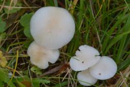 Cuphophyllus virgineus