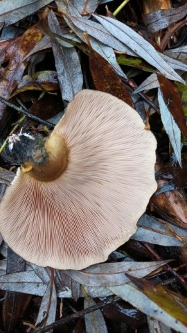 Sarcomyxa serotina