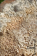 Xanthoporia radiata