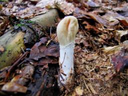 Podostroma leucopus