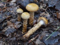 Cortinarius trivialis