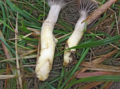 Cuphophyllus flavipes