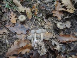 Rhodocollybia butyracea