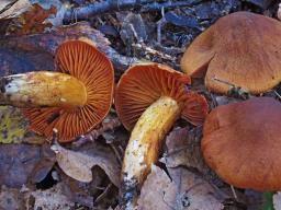 Cortinarius orellanus