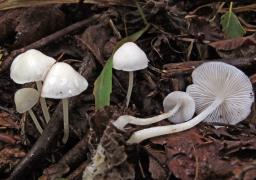 Hemimycena cucullata