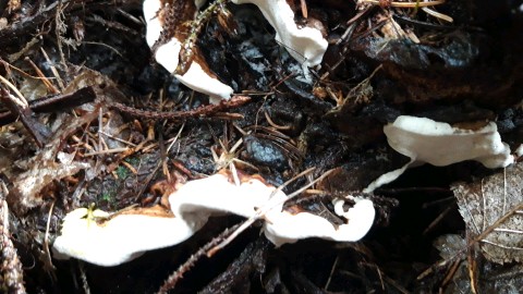 Heterobasidion abietinum