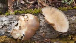 Pleurotus calyptratus