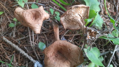 Infundibulicybe gibba