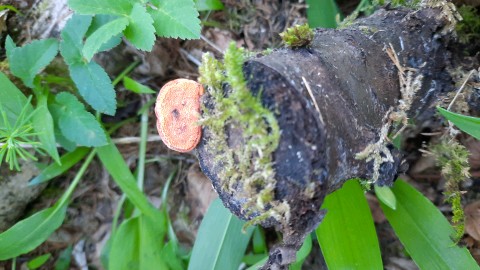 Pycnoporus cinnabarinus