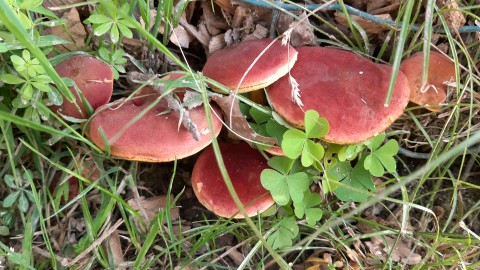 Hortiboletus rubellus