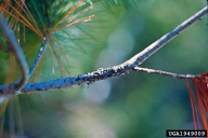 Atropellis pinicola