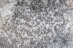 Graphis scripta