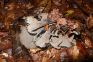 Craterellus cornucopioides