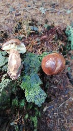 Imleria badia