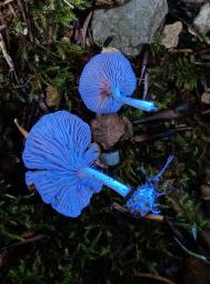 Entoloma undatum