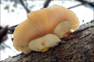 Sarcomyxa serotina