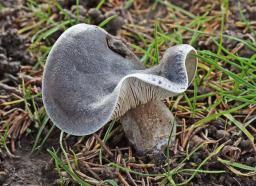Melanoleuca luteolosperma