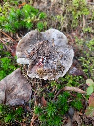 Tricholoma portentosum