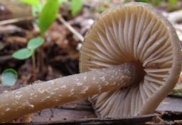 Entoloma hirtipes