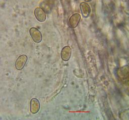 Inosperma cookei