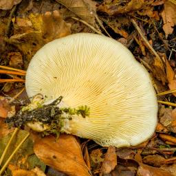 Hohenbuehelia petaloides