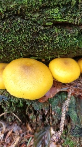 Tricholomopsis decora