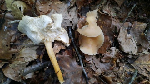 Infundibulicybe gibba