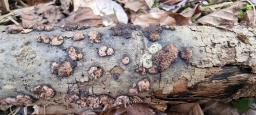 Hypoxylon cercidicola