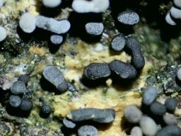 Physarum cinereum