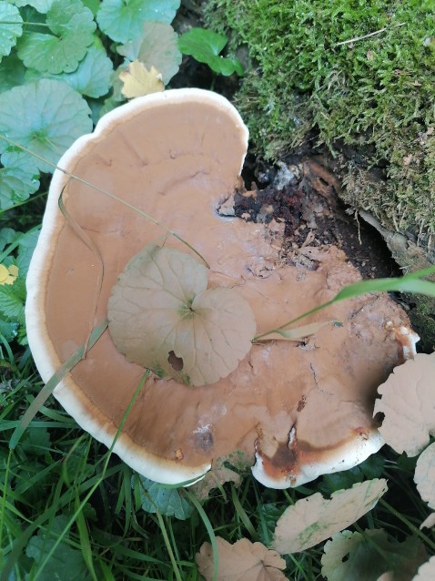 Ganoderma applanatum