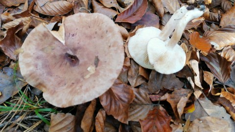 Tricholoma terreum