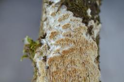 Antrodia albida