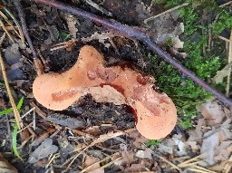 Fistulina hepatica