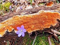 Gloeoporus taxicola