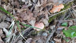Pycnoporus cinnabarinus