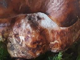 Tricholoma colossus