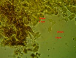 Tulasnella pallida