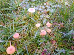 Galerina graminea