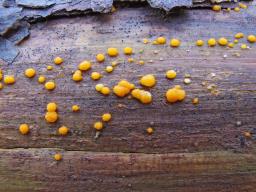 Dacrymyces stillatus