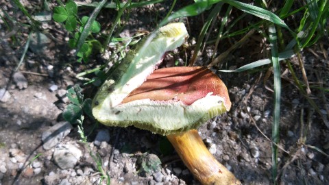 Hortiboletus rubellus