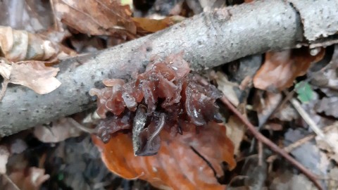 Phaeotremella foliacea