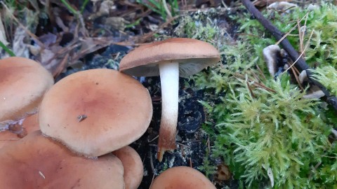 Hypholoma lateritium