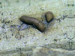 Gulielmina vermicularis