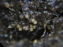 Thelebolus stercoreus
