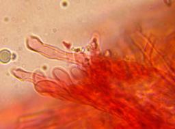 Rigidoporus crocatus