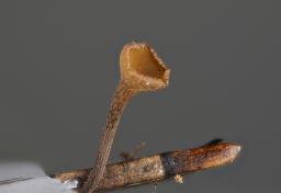 Poculum firmum