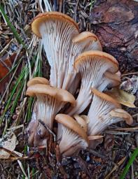 Lentinellus cochleatus