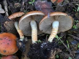 Pholiota carbonaria