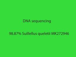 Suillellus queletii