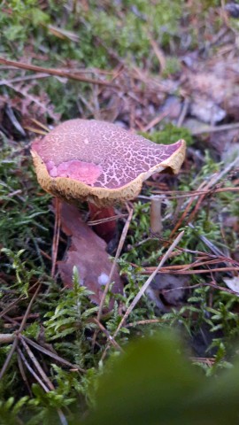 Xerocomellus chrysenteron